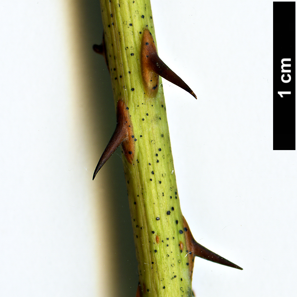 High resolution image: Family: Araliaceae - Genus: Eleutherococcus - Taxon: setchuensis